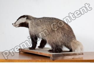 Badger body photo reference 0001